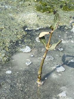 Mangrove planting